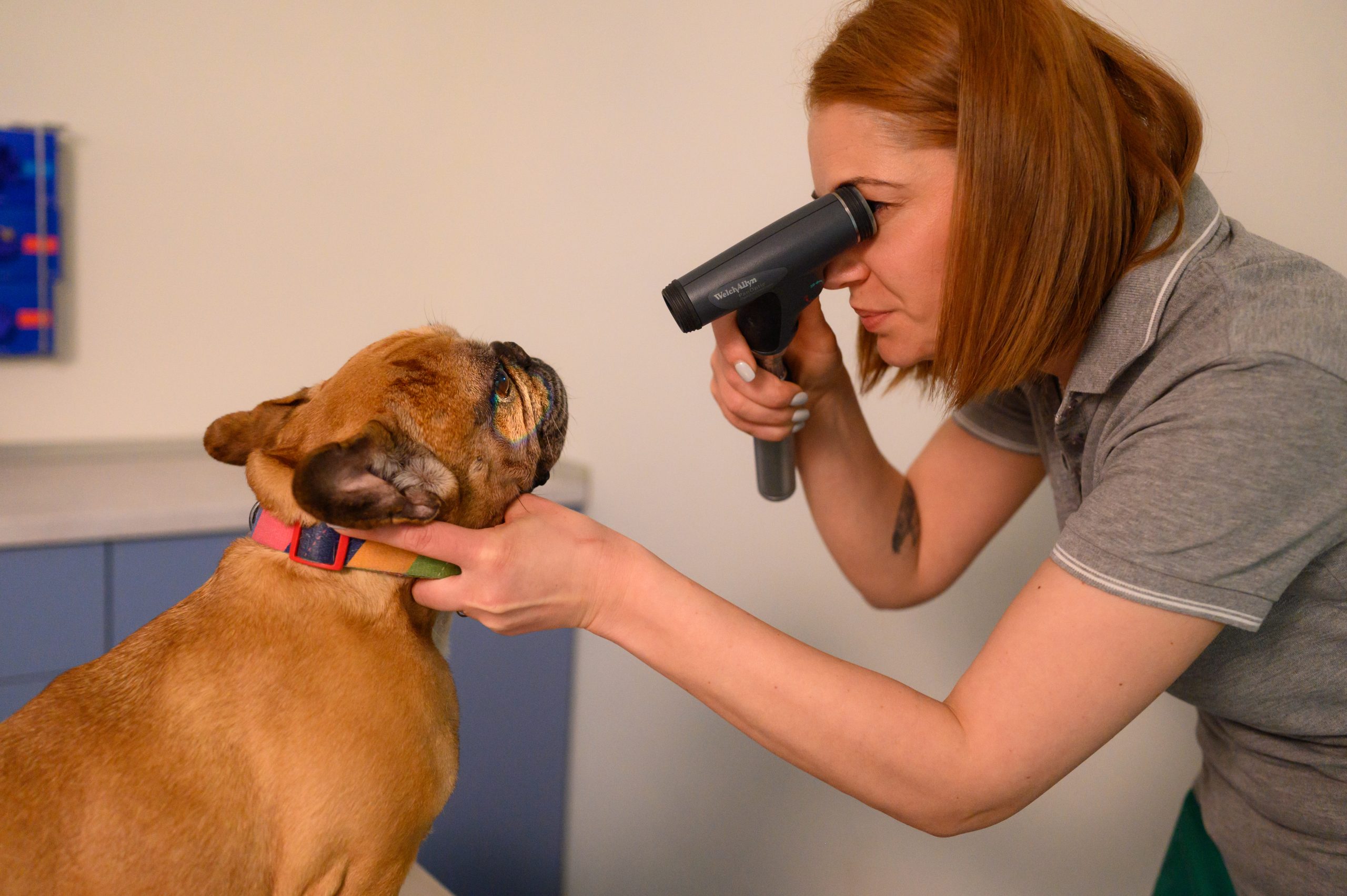 Medic veterinar consultând un câine