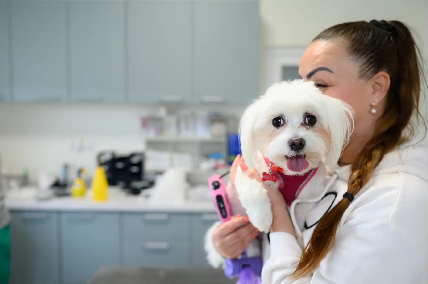 Medic veterinar consultând un câine